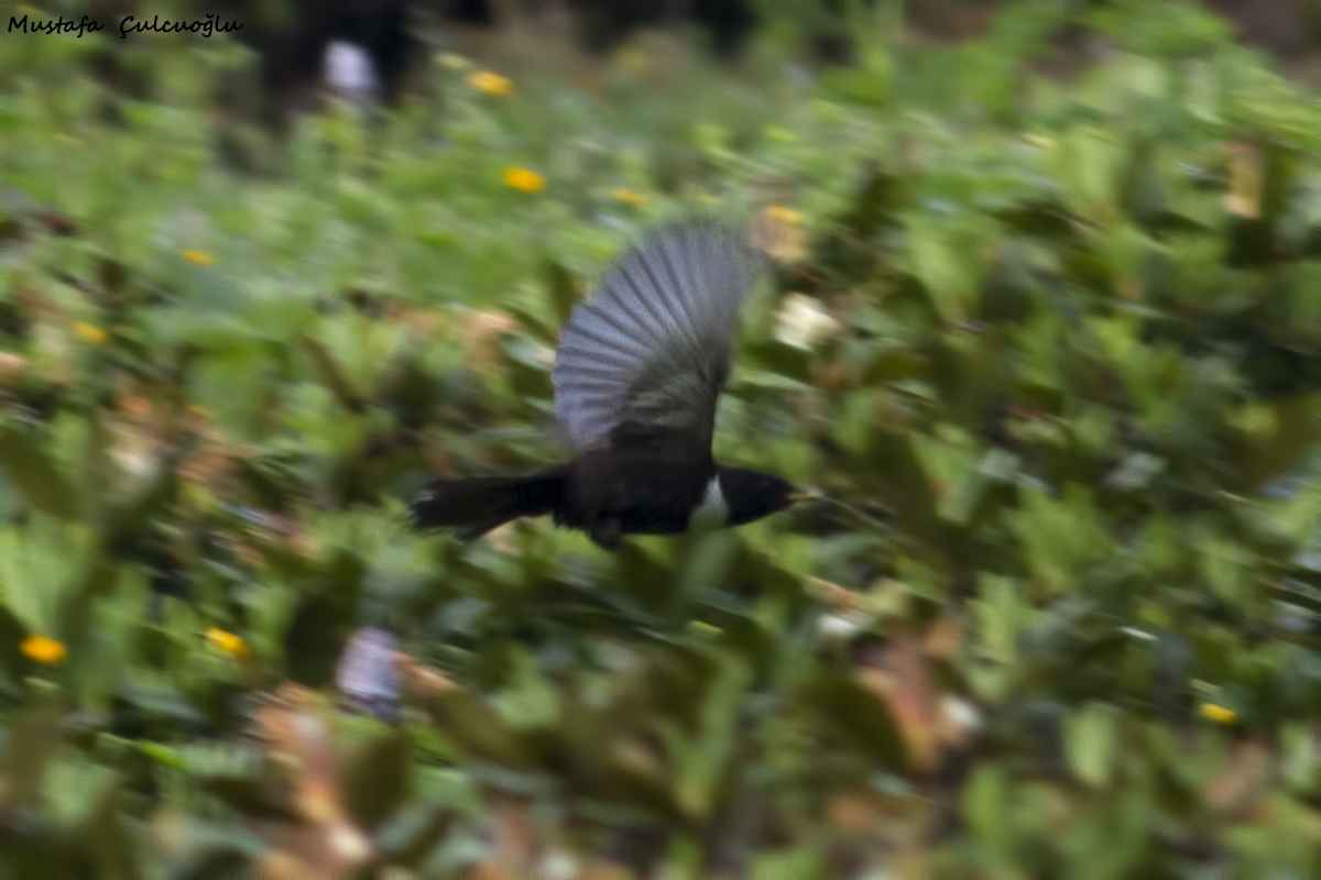 Ring Ouzel